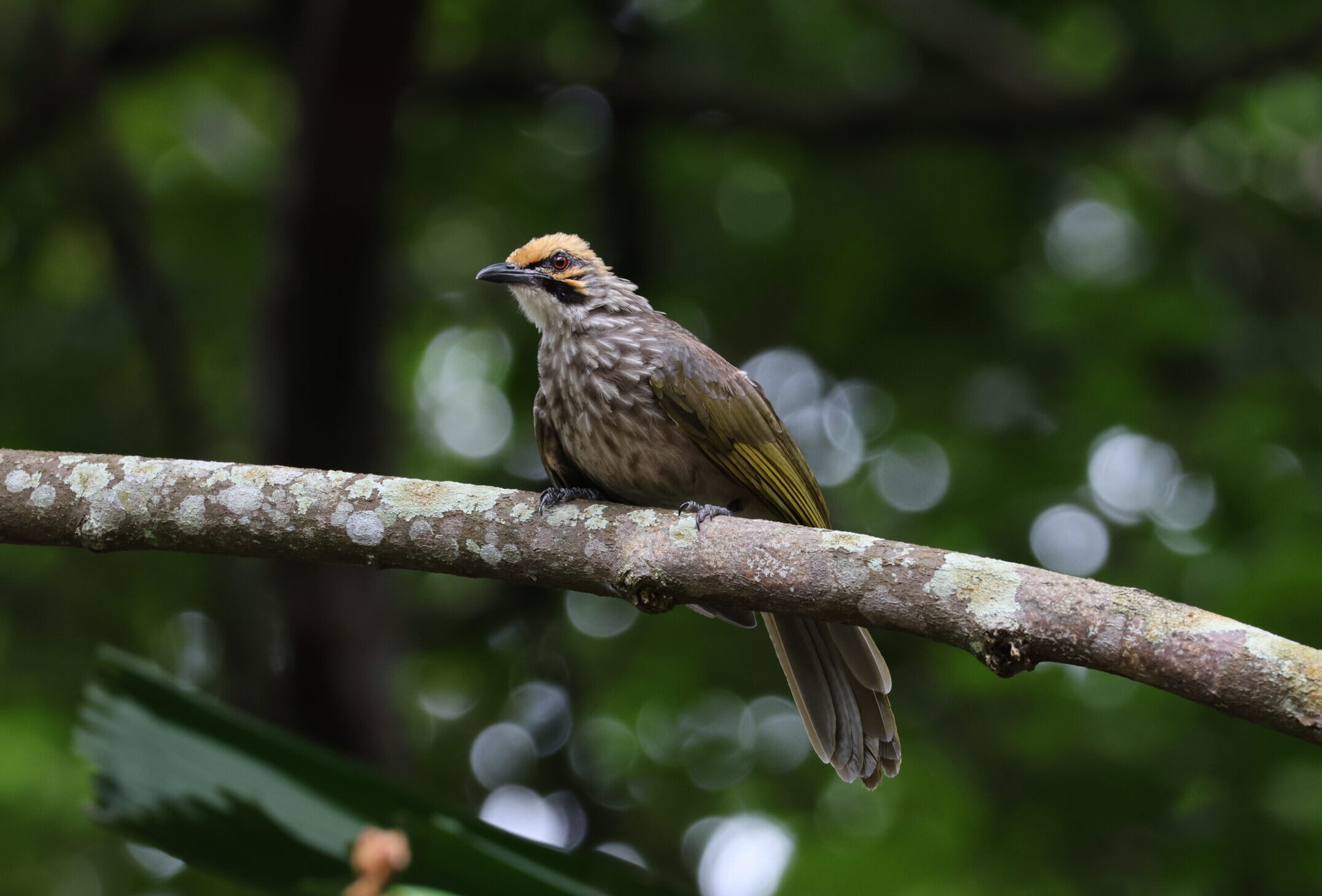 Straw-headed Bulbul 4_Tan Gim Cheong
