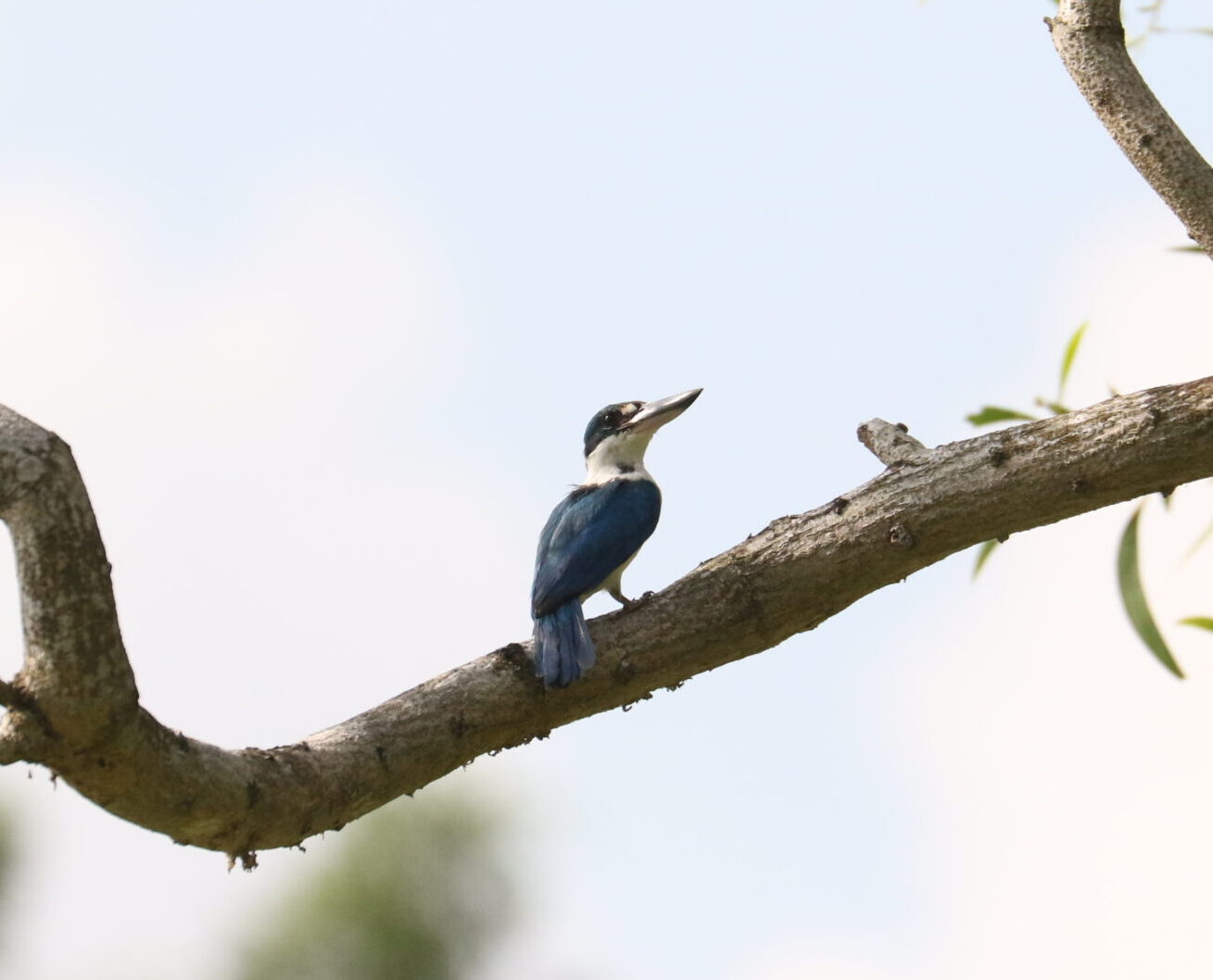 Pasir Ris Park_Collared Kingfisher_220725_Khoh Zhi Wei – Khoh Zhi Wei(1)